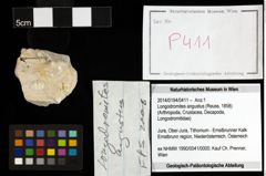 Foto (Objekt + Etiketten) von Longodromites angustus (Reuss, 1858) 